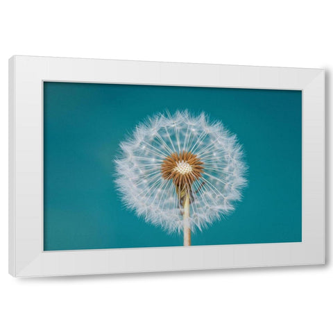 Dandelion White Modern Wood Framed Art Print by Hamiti, Bess