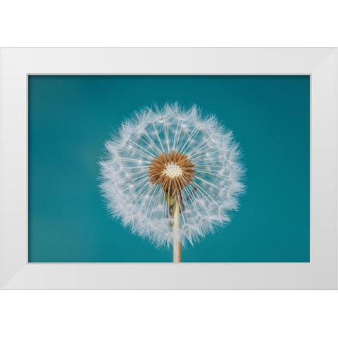 Dandelion White Modern Wood Framed Art Print by Hamiti, Bess