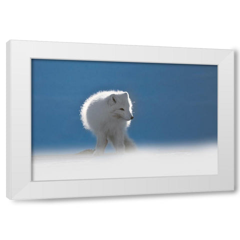 Arctic Fox White Modern Wood Framed Art Print by Marchegiani, Roberto
