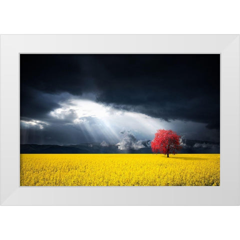 A Red Tree In The Canola Meadow White Modern Wood Framed Art Print by Hamiti, Bess