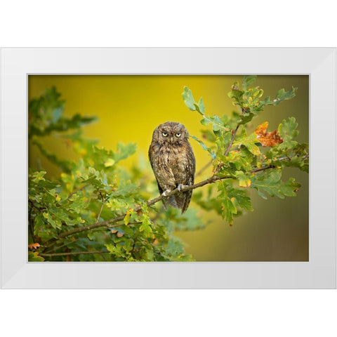 Eurasian Scops Owl White Modern Wood Framed Art Print by Zygmunt, Milan