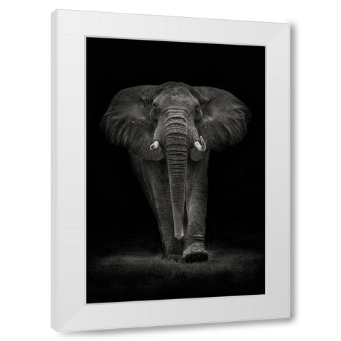 Ngorongoro Bull White Modern Wood Framed Art Print by Moreno, Mario