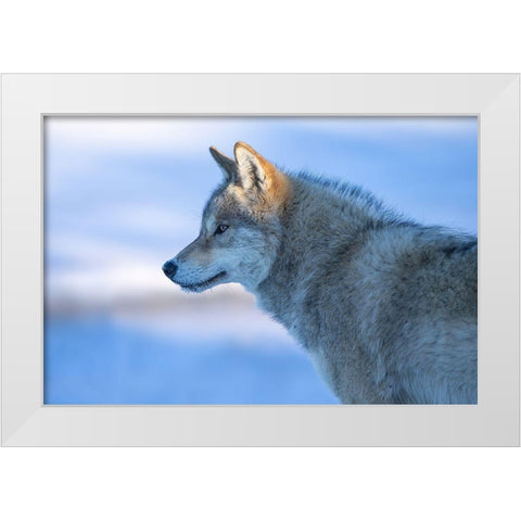 A Vigilant Wolf White Modern Wood Framed Art Print by Z, Bingo