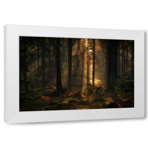 The Light In The Forest White Modern Wood Framed Art Print by Wallberg, Allan