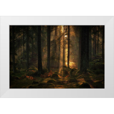 The Light In The Forest White Modern Wood Framed Art Print by Wallberg, Allan
