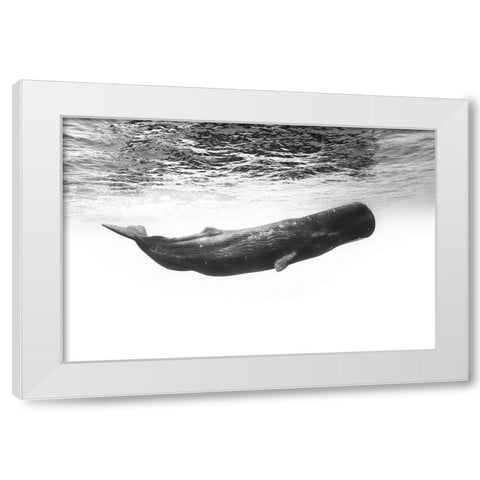 Sperm Whale White Modern Wood Framed Art Print by Gabriel, Barathieu