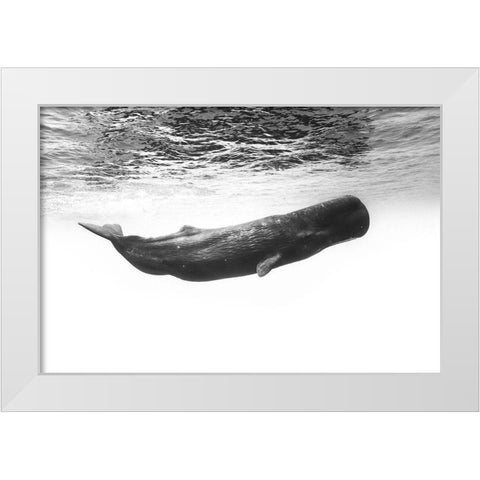 Sperm Whale White Modern Wood Framed Art Print by Gabriel, Barathieu