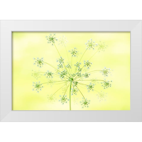 Queen AnneS Lace White Modern Wood Framed Art Print by Parker, Jacky