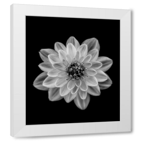 Dahlia White Modern Wood Framed Art Print by Gronkjar, Lotte