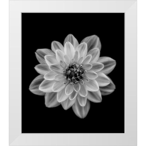 Dahlia White Modern Wood Framed Art Print by Gronkjar, Lotte