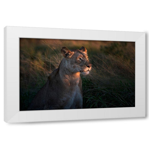 Lioness At First Day Ligth White Modern Wood Framed Art Print by Ortega, Xavier