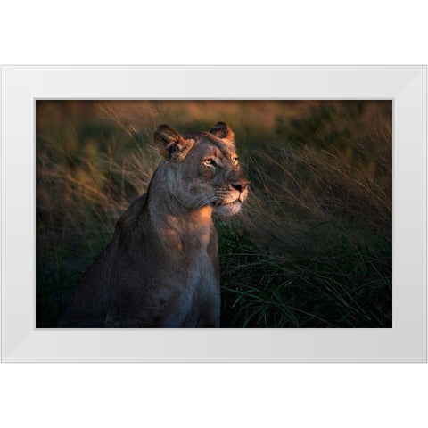 Lioness At First Day Ligth White Modern Wood Framed Art Print by Ortega, Xavier