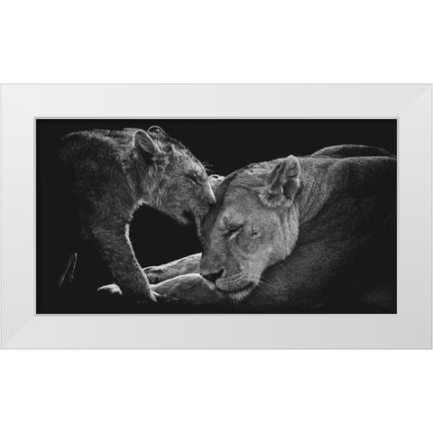 Lion Family White Modern Wood Framed Art Print by Vidak, Vedran