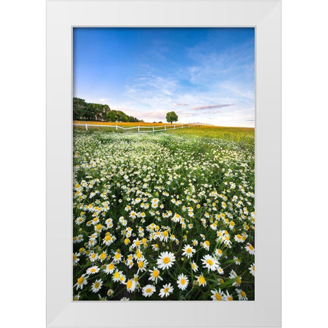 Daisyfield In Sweden White Modern Wood Framed Art Print by Lindsten, Christian