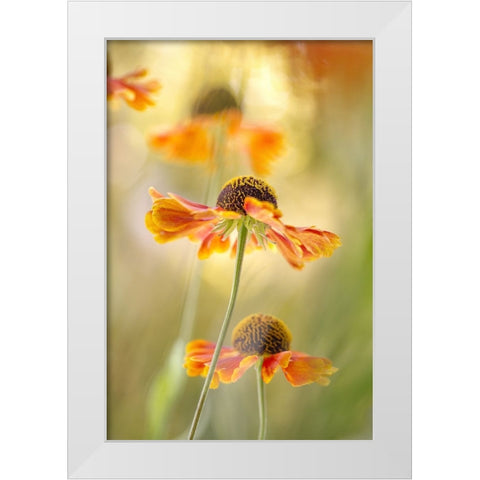 Helenium White Modern Wood Framed Art Print by Disher, Mandy