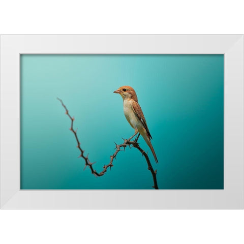 Red Tailed Shrike! White Modern Wood Framed Art Print by Pezeshki, Sina