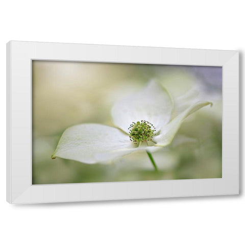 Cornus Kousa Miss Satomi White Modern Wood Framed Art Print by Parker, Jacky