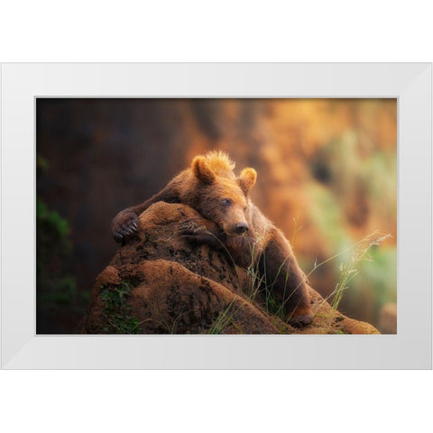 Bear Portrait White Modern Wood Framed Art Print by Saavedra Ruiz, Sergio