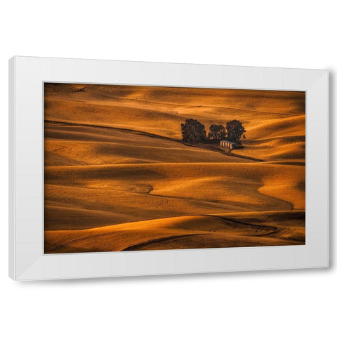 Golden Field White Modern Wood Framed Art Print by Jacobs, Lydia