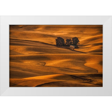 Golden Field White Modern Wood Framed Art Print by Jacobs, Lydia