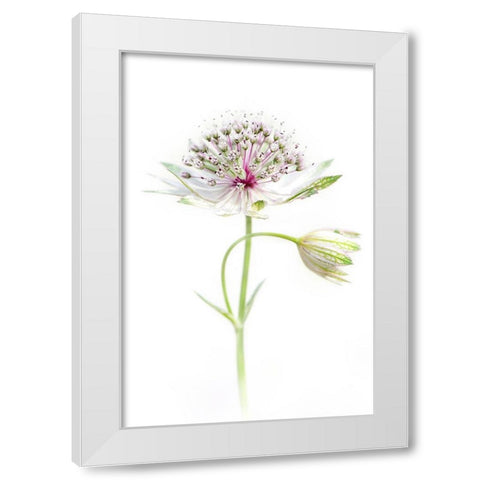 Simply Astrantia White Modern Wood Framed Art Print by Parker, Jacky