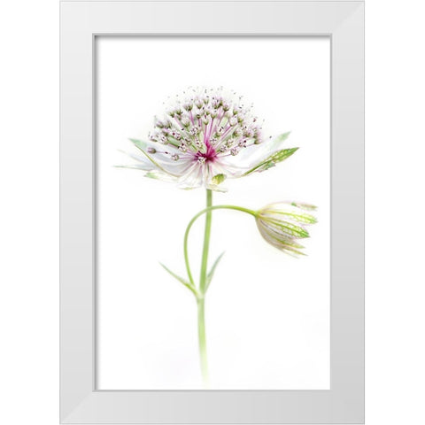 Simply Astrantia White Modern Wood Framed Art Print by Parker, Jacky