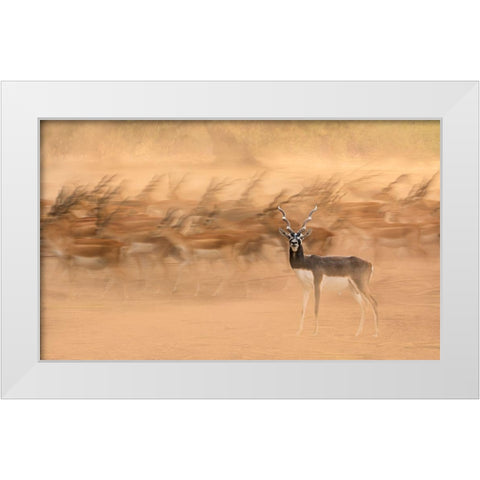 Black Bucks White Modern Wood Framed Art Print by Nayyer Reza, Sayyed
