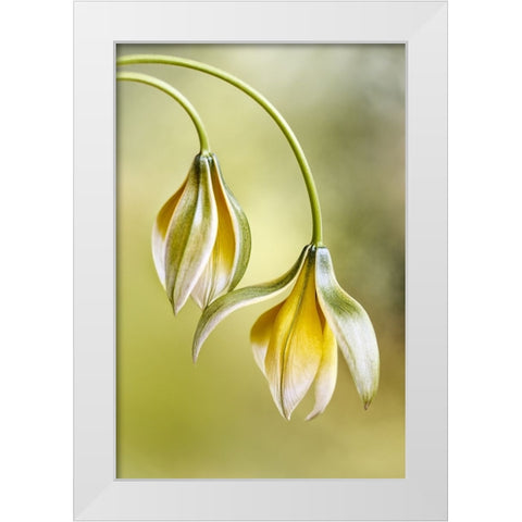 Tulipa White Modern Wood Framed Art Print by Disher, Mandy