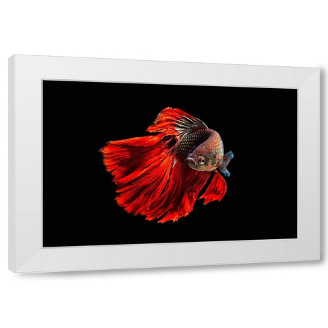 Angry Fish White Modern Wood Framed Art Print by Halil, Andi