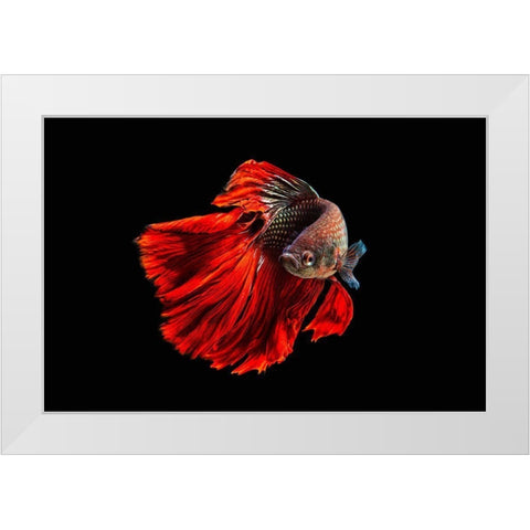 Angry Fish White Modern Wood Framed Art Print by Halil, Andi