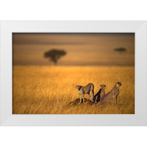 Landsape Of Cheetah White Modern Wood Framed Art Print by Al Qazwini, Bahaadeen