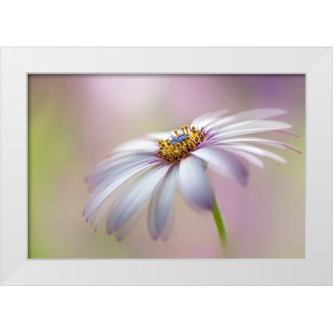 Cape Daisy White Modern Wood Framed Art Print by Parker, Jacky