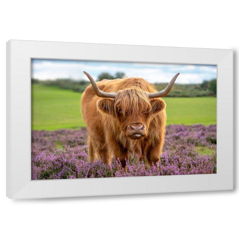 Highland White Modern Wood Framed Art Print by Parker, Jacky