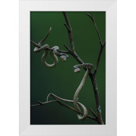 Hon Son Pit Viper White Modern Wood Framed Art Print by Tan Phat, Dao