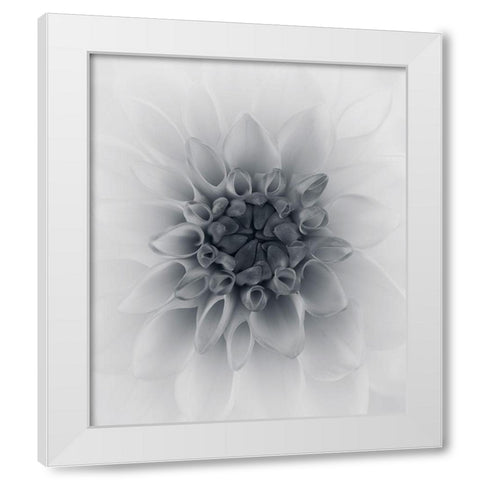 Dahlia White Modern Wood Framed Art Print by Gronkjar, Lotte