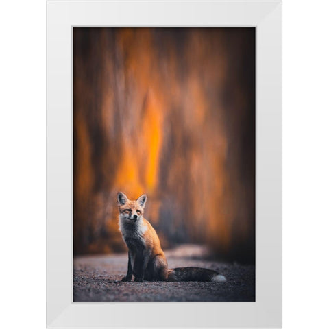 Fox White Modern Wood Framed Art Print by Tianqi