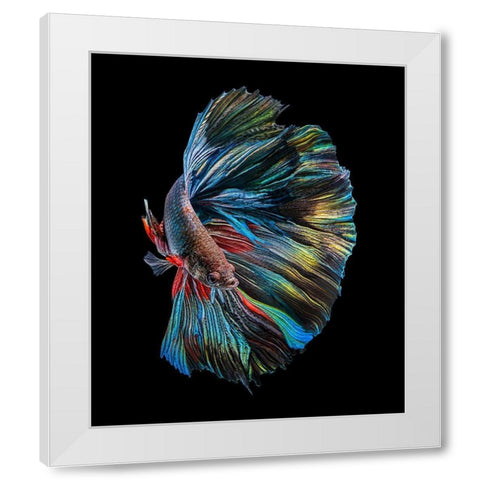 The  Betta Fish White Modern Wood Framed Art Print by Halil, Andi