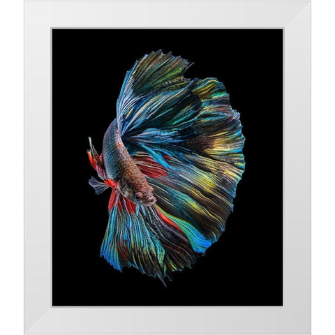 The  Betta Fish White Modern Wood Framed Art Print by Halil, Andi