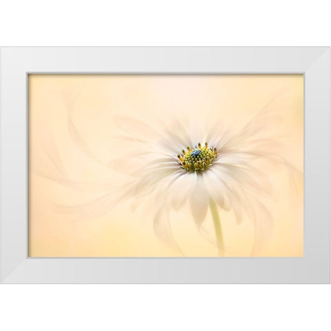 Melody White Modern Wood Framed Art Print by Parker, Jacky