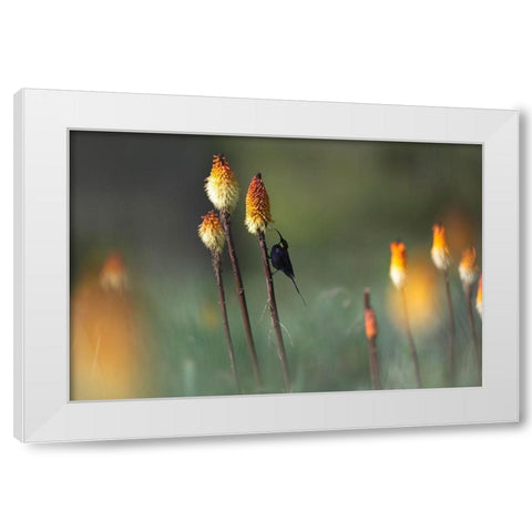 Tacazze Sunbird White Modern Wood Framed Art Print by Marchegiani, Roberto
