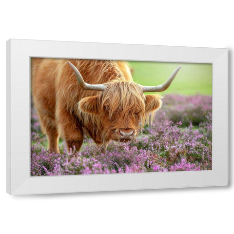 Highland In Heather White Modern Wood Framed Art Print by Parker, Jacky