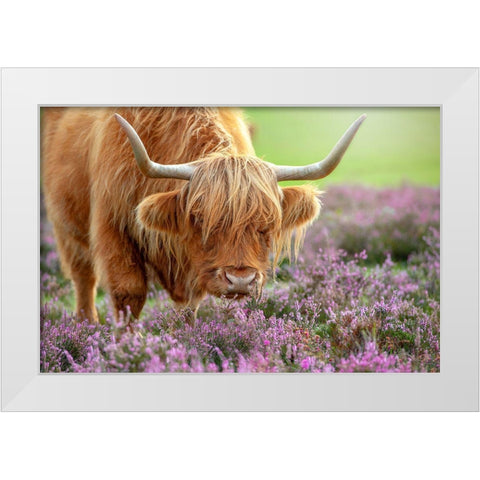 Highland In Heather White Modern Wood Framed Art Print by Parker, Jacky