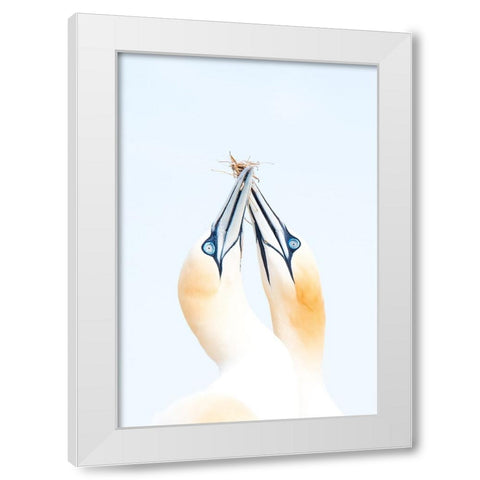 Gannets in love White Modern Wood Framed Art Print by Jimenez, Inigo