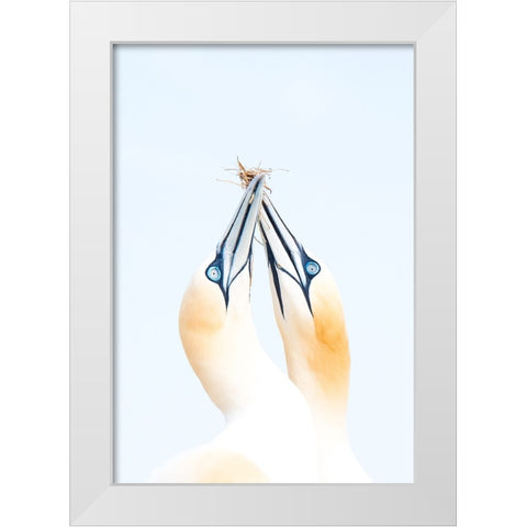 Gannets in love White Modern Wood Framed Art Print by Jimenez, Inigo