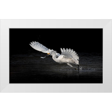 Flying Catch 2 White Modern Wood Framed Art Print by Zhang, Jack