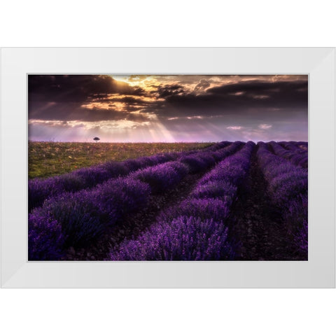 Between Flowers White Modern Wood Framed Art Print by Concepcion Alvarado, Jesus