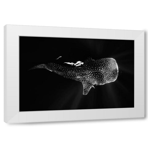 Black And Whale Shark White Modern Wood Framed Art Print by Gabriel, Barathieu
