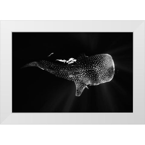 Black And Whale Shark White Modern Wood Framed Art Print by Gabriel, Barathieu