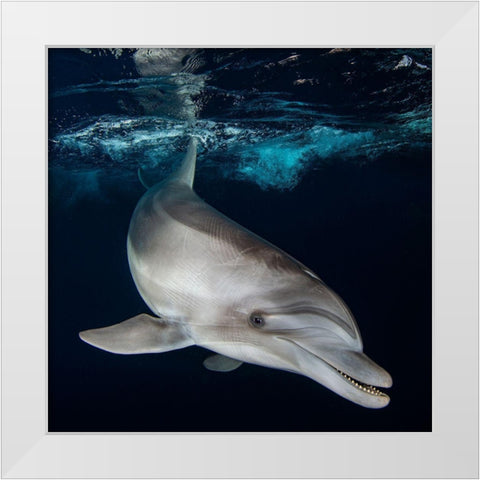 Life Is Short-Smile While You Still Have Teeth... White Modern Wood Framed Art Print by Cohen, Oren