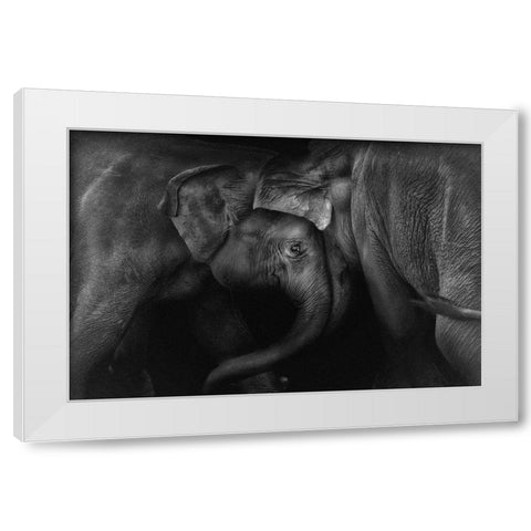 Elephant 2 White Modern Wood Framed Art Print by Ceriali, Claudio